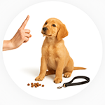 Pet Training